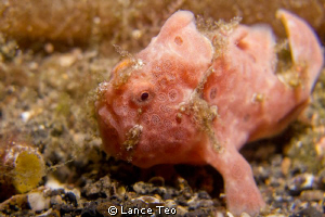 Antennarius Pictus - painted frogfish by Lance Teo 